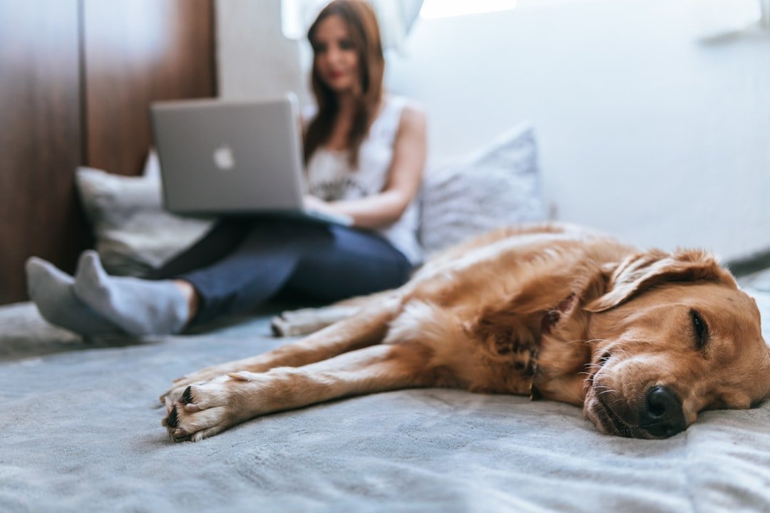Perro de pelo dorado descansando en un sofá junto a una persona en casa